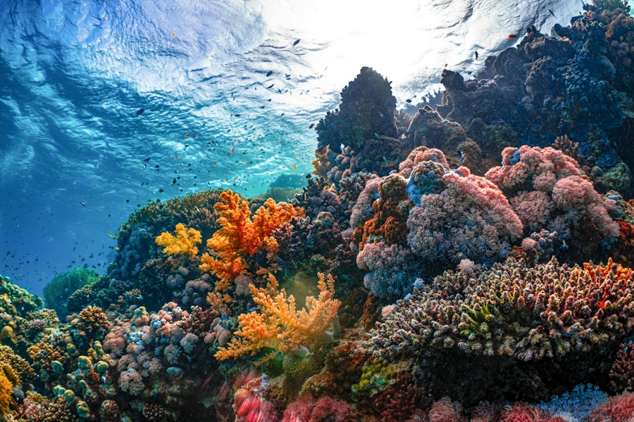 Coral reef under water